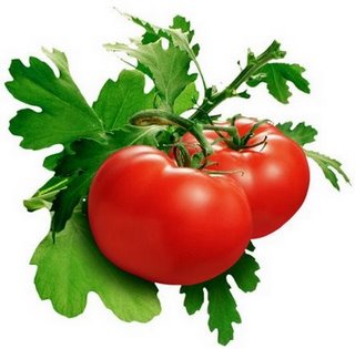 tomat aneka herbal